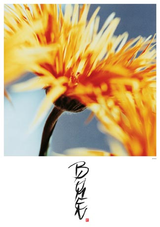Kalender 2002 - Blumen